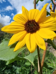Helianthus annuus