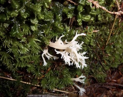 Clavulina coralloides