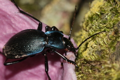 Carabus problematicus