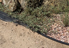 Masticophis bilineatus