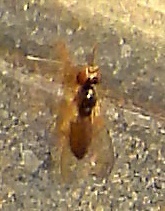 Euplectrus