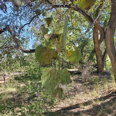 Populus deltoides wislizenii