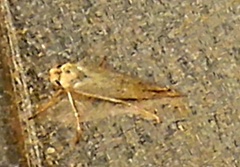 Scythrididae