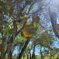 Populus deltoides wislizenii