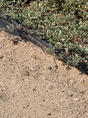 Masticophis bilineatus