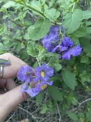 Solanum xanti