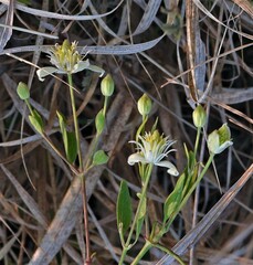 Clematis montevidensis