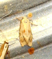 Cochylis