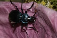 Carabus problematicus