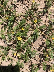 Kallstroemia parviflora