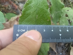 Elephantopus carolinianus