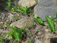 Philodryas chamissonis