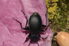 Carabus problematicus