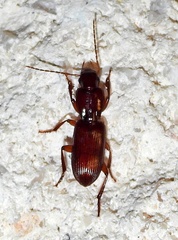 Stenomorphus californicus
