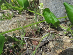 Philodryas chamissonis