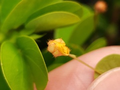 Chamaecrista rotundifolia