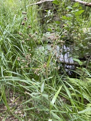 Scirpus microcarpus