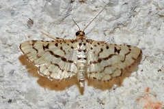Hileithia rehamalis