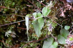 Corybas acuminatus