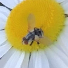 Gymnoclytia