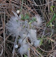 Clematis montevidensis