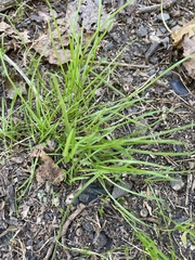 Carex muskingumensis