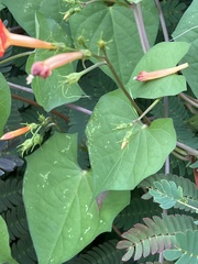 Ipomoea coccinea