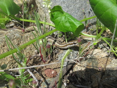 Philodryas chamissonis