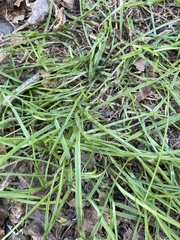 Carex muskingumensis