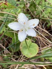 Parnassia asarifolia