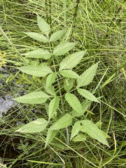 Cicuta douglasii