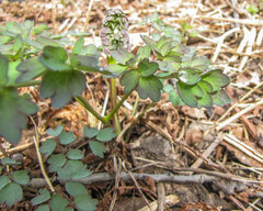 Thalictrum dioicum
