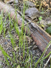 Carex muskingumensis