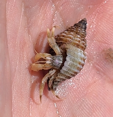 Isocheles wurdemanni