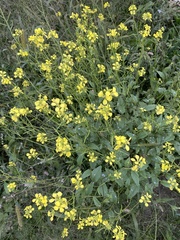 Rhamphospermum nigrum