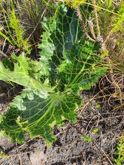 Lichtensteinia lacera