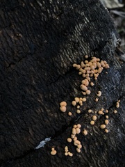 Myxomycetes