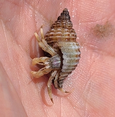 Isocheles wurdemanni