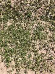 Kallstroemia parviflora