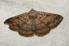 Ericeia sobria