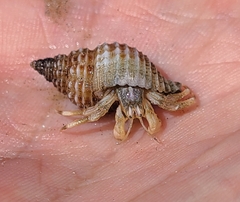 Isocheles wurdemanni