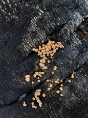 Myxomycetes