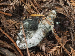 Phycomyces