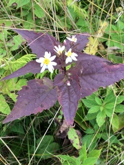 Eurybia chlorolepis