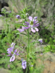 Schizanthus