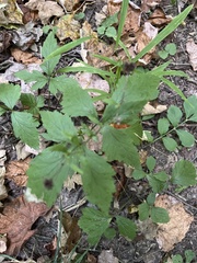 Geum laciniatum
