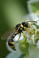 Eumenes mediterraneus
