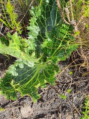 Lichtensteinia lacera