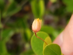 Chamaecrista rotundifolia