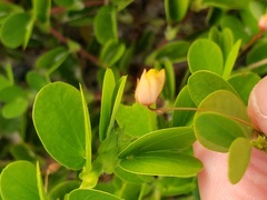 Chamaecrista rotundifolia